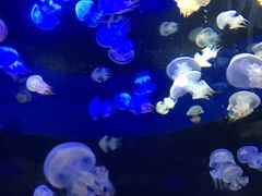 -泉城欧乐堡海洋极地世界