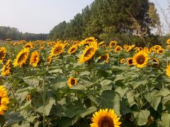 -艾溪湖湿地公园