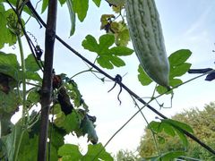 -武汉世外桃源农庄