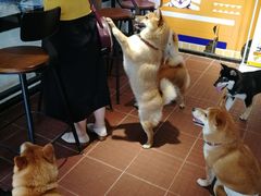 -柴犬高等学院·狗咖·柴犬售卖·宠物训练