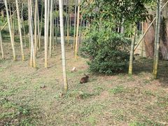 -大唐贡茶院