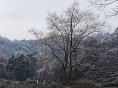 -十八棵（老龙井）御茶园(老龙井店)