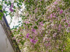 -深圳国际园林花卉博览园