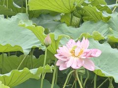 -桐乡植物园