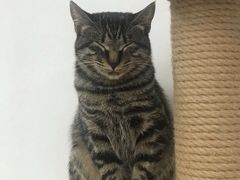 -浣熊柯尔鸭土拨鼠·电玩咖