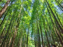 -山王坪喀斯特国家生态公园