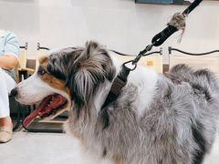 -伟伟宠物医院·CT影像中心·瑞派犬猫综合性门诊(汉口总院)