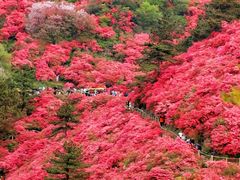 -贵州百里杜鹃风景名胜区