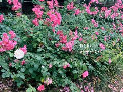 -白塘生态植物园