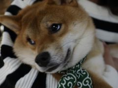 -逗柴咖啡屋·狗咖猫咖宠物桌游