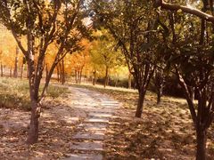 -大望京公园
