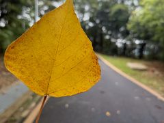 -黄埔油麻山森林公园