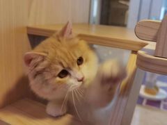 -爪爪喵星球·猫舍(前海卓越店)