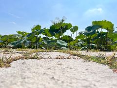 -南北湖风景区