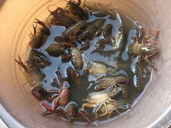 -同銮特种养殖场·龙虾垂钓