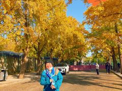 -三里屯东五街银杏大道