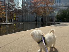 -小呆的宠物店·宠物售卖·宠物寄养(城西店)