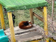 -青藏高原野生动物园
