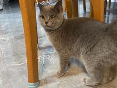 -瑞派康怡24h宠物医院·犬猫医疗中心·微创绝育(瑞景分院)