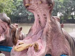 -广州长隆飞鸟乐园