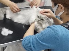 -山宅一喵德文卷毛猫舍