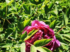 -大钟寺古钟博物馆