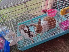 -季高兔窝窝亲子园(上海薰衣草公园店)