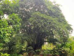 -新加坡植物园