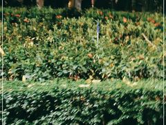 -十九路军淞沪抗日阵亡将士陵园