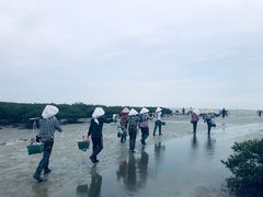 -红树林天天赶海