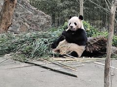 -都江堰中华大熊猫苑