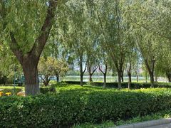-莲花池公园
