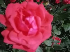 -人民公园(罗湖区)