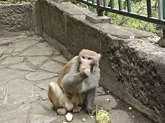 -黔灵山公园