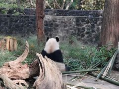 -都江堰中华大熊猫苑