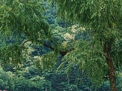 -秦岭终南山世界地质公园翠华山景区