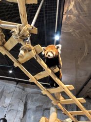 -Zoolung Zoolung动物主题公园(海信广场店)