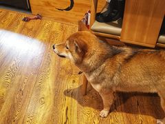 -柴务处·柴犬主题狗咖