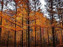 -塞罕坝国家级自然保护区