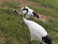 -盐城丹顶鹤湿地生态旅游区