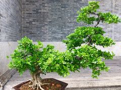 -资政大夫祠