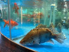 大堂-大铁勺新津菜(中北永旺店)