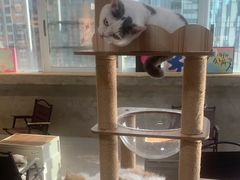 -Heymao猫咖.咖啡厅(东门店)