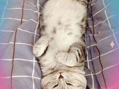 -帕帕拉兹宠物(亚洲旗舰店)