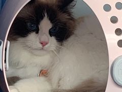 -伟伟宠物医院·瑞派猫友好医院·猫科(光谷店)