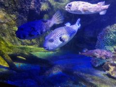 -太平洋海底世界