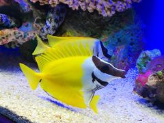 -上海海洋水族馆