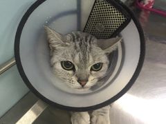 -中农大我爱我爱24h动物医院·中医针灸·猫专科·骨科医疗中心(双井店)