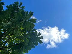 -武陵山森林公园