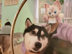 -Husky Go! 哈士奇体验馆·宠物咖啡厅狗咖
